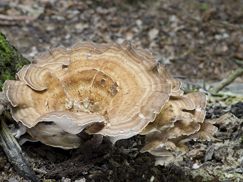 Meripilus giganteus